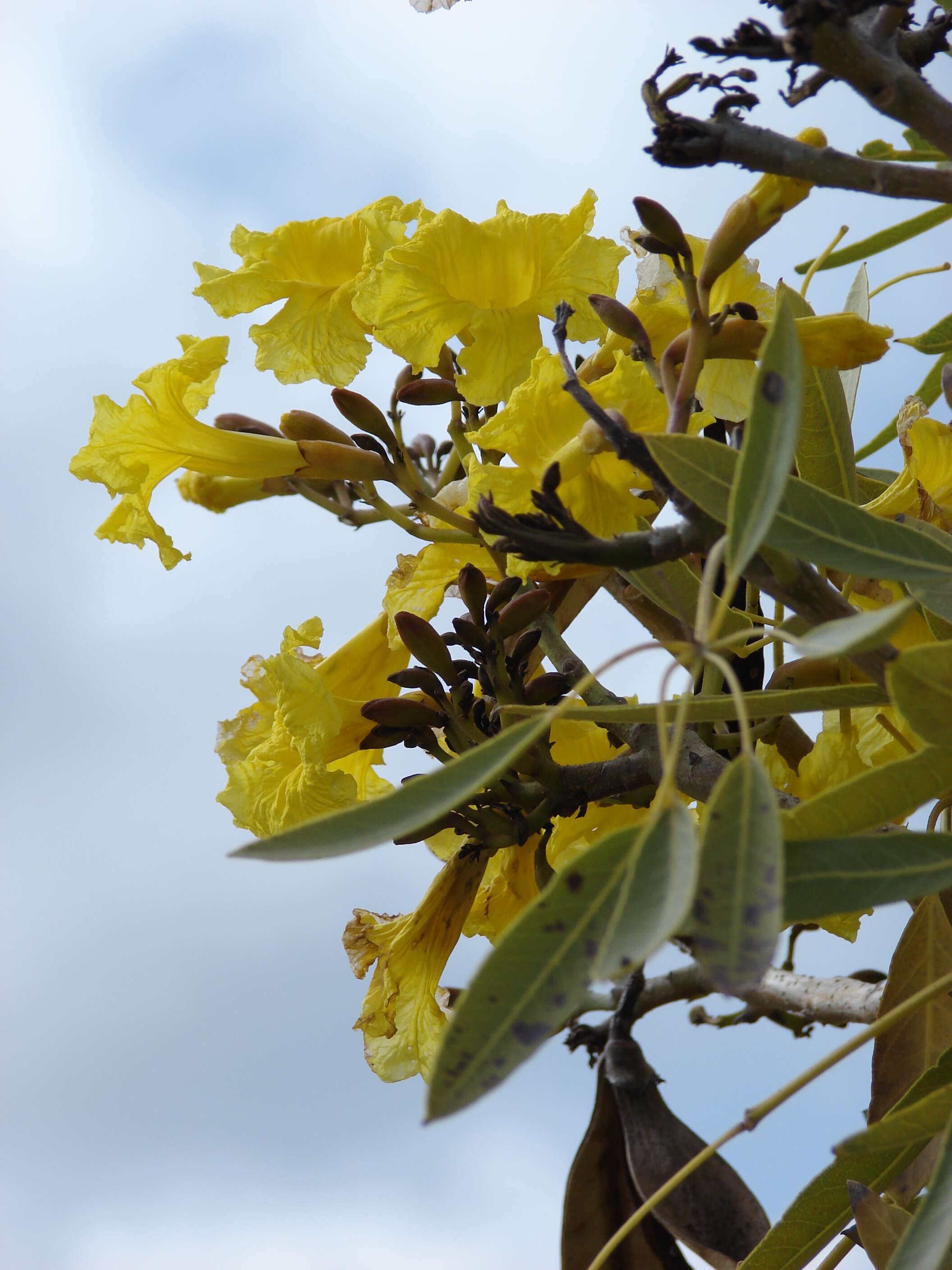 Image of Caribbean trumpet tree