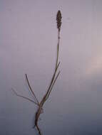 Image of Smooth Meadow-grass