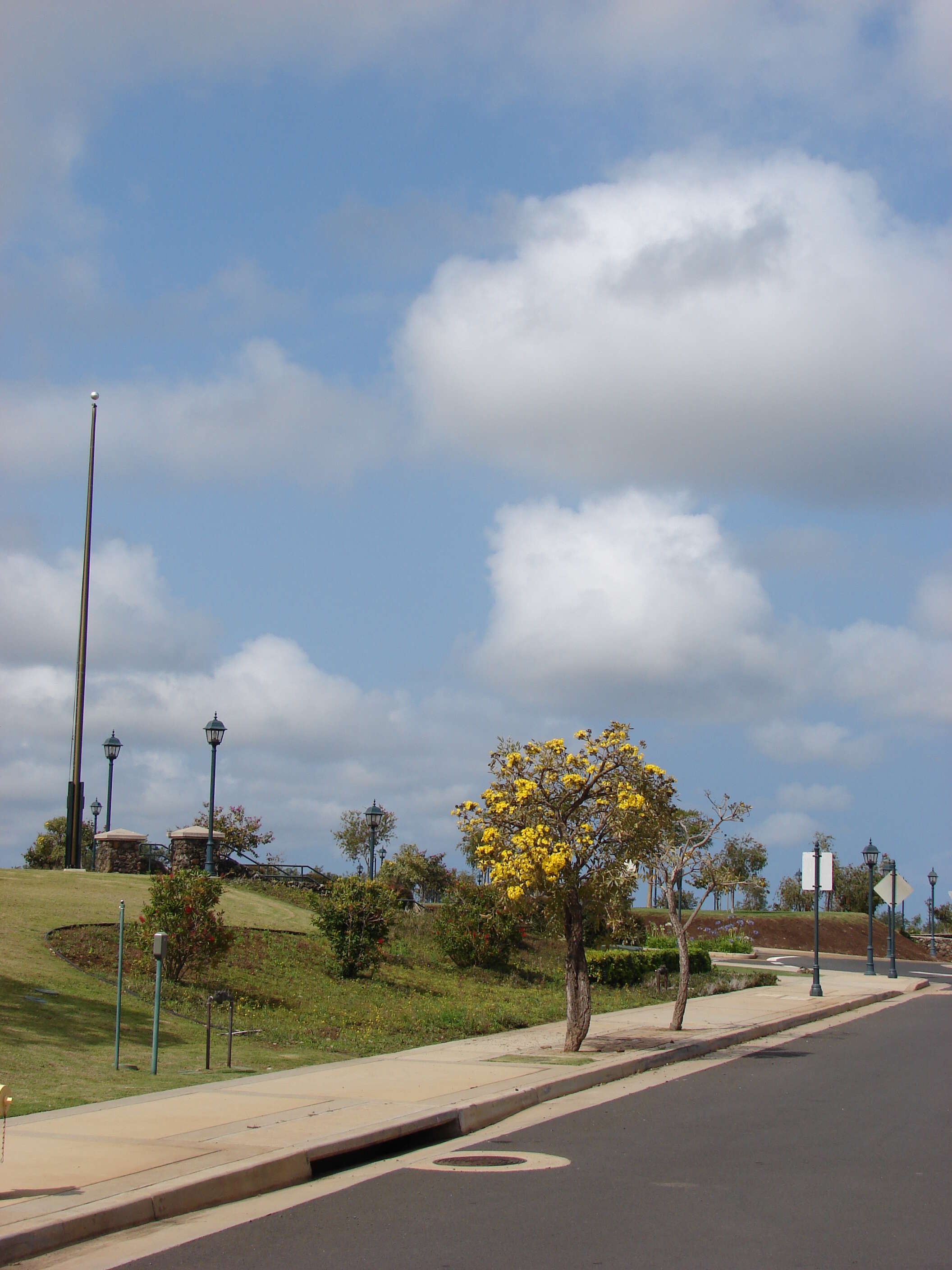 Image of Caribbean trumpet tree