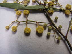 Image of water wattle