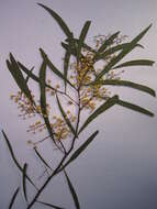 Image of water wattle