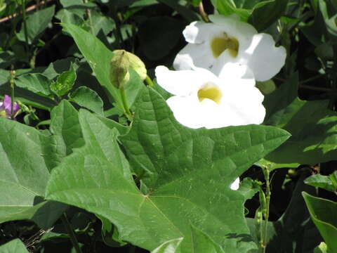 Image of Bengal clock vine