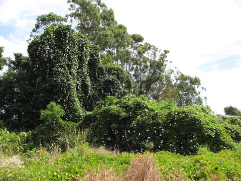 Image of Bengal clock vine