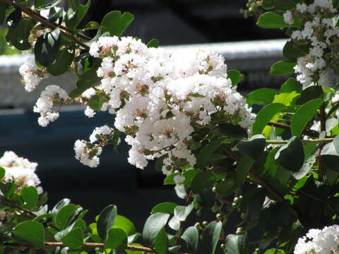 Image of Crape myrtle