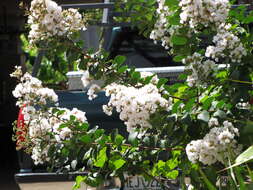 Image of Crape myrtle