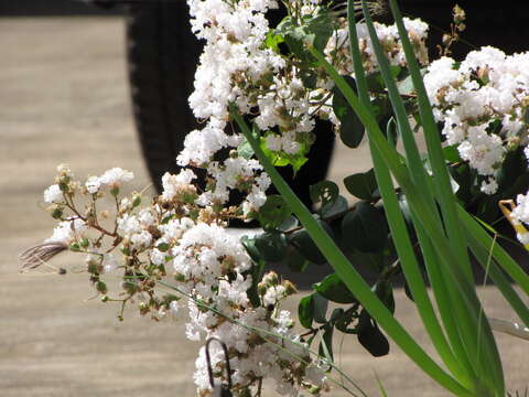 Image of Crape myrtle