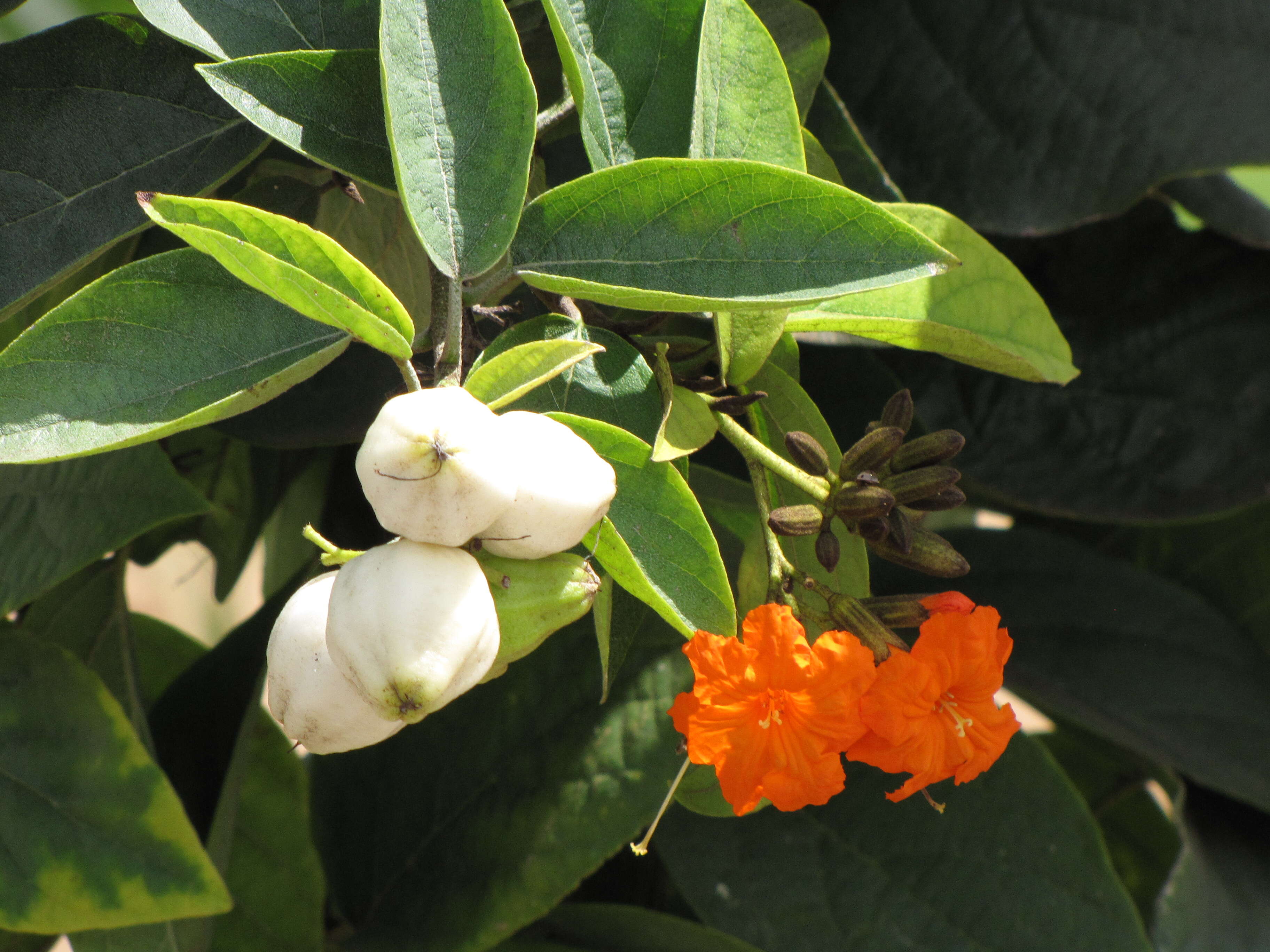 Image of largeleaf geigertree