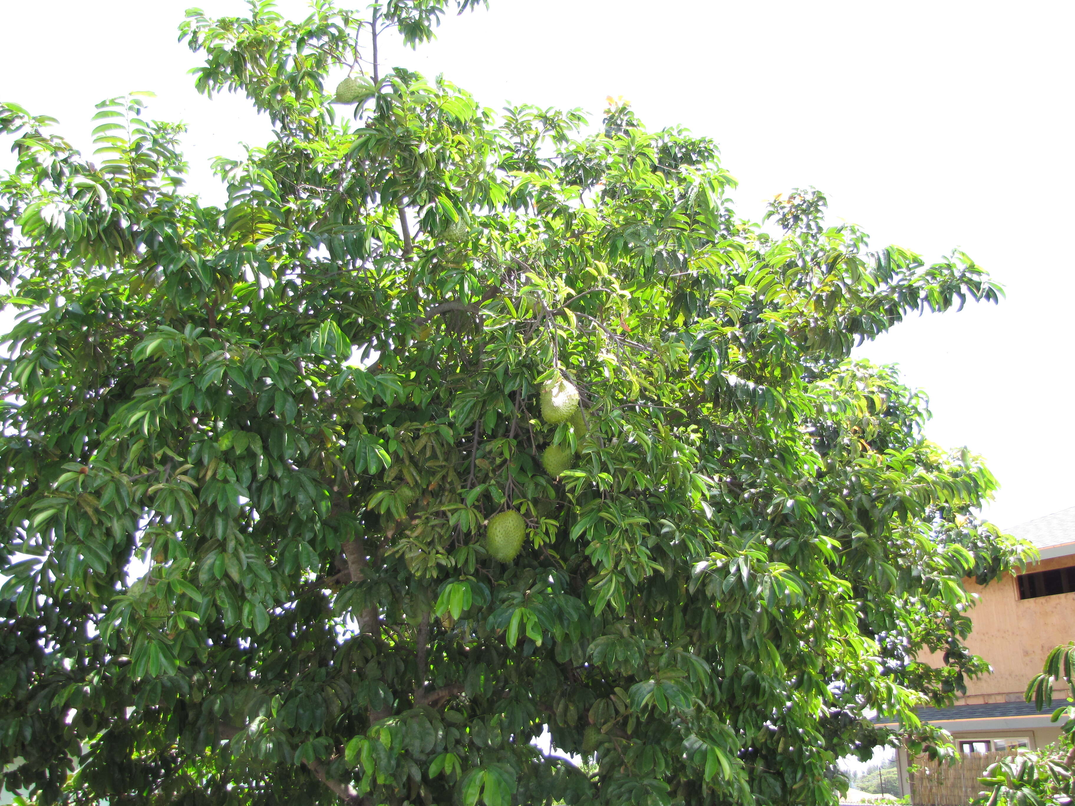 Image of soursop