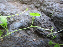 Imagem de Hydrocotyle sibthorpioides Lam.