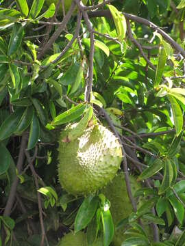 Image de Annona muricata L.