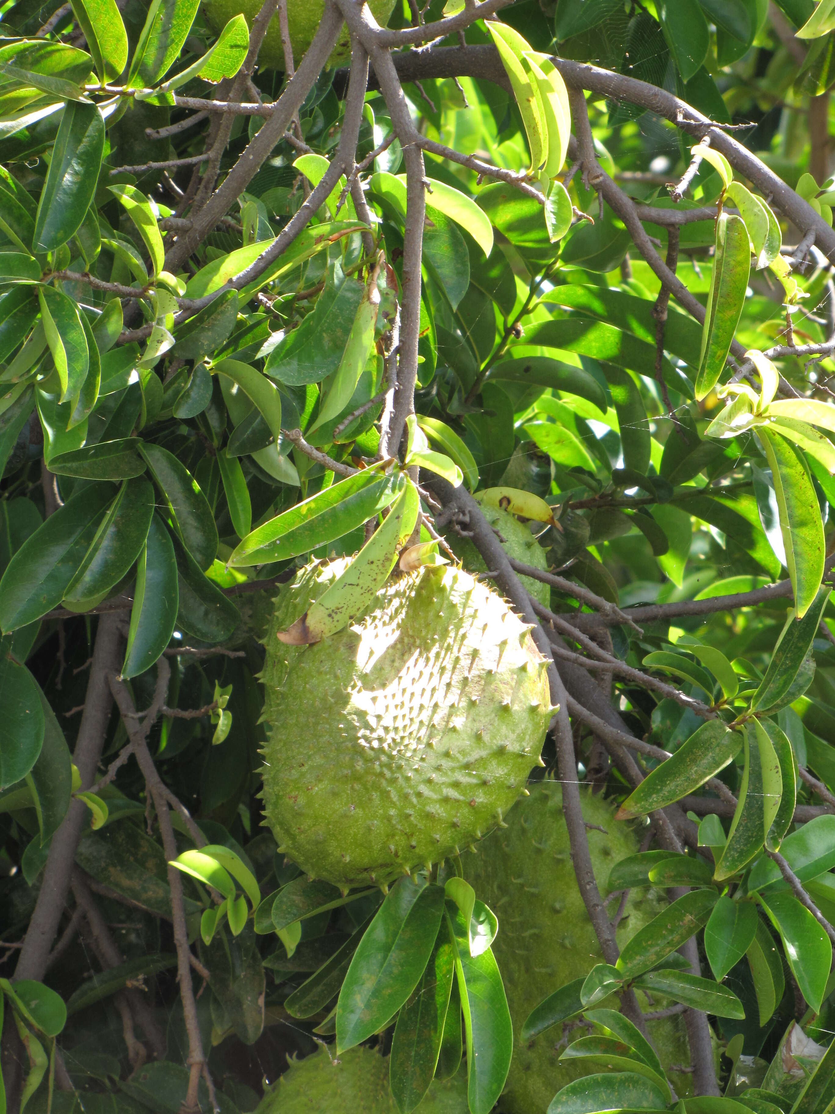 Image of soursop