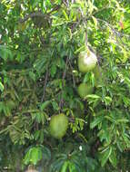 Image of soursop