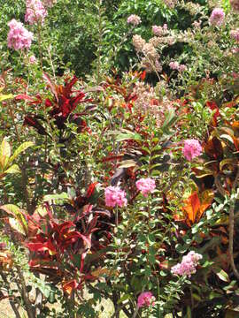 Image of Crape myrtle