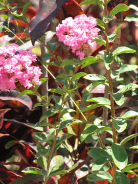 Image of Crape myrtle