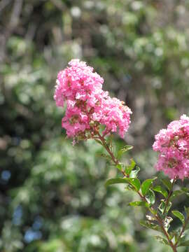 Image of Crape myrtle