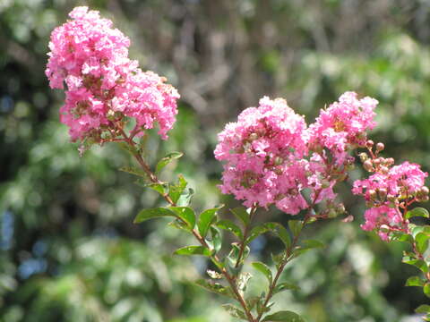 Image of Crape myrtle