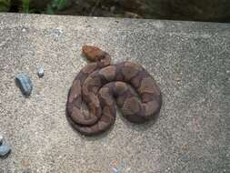 Image of Copperhead