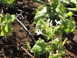 Image of wild leadwort