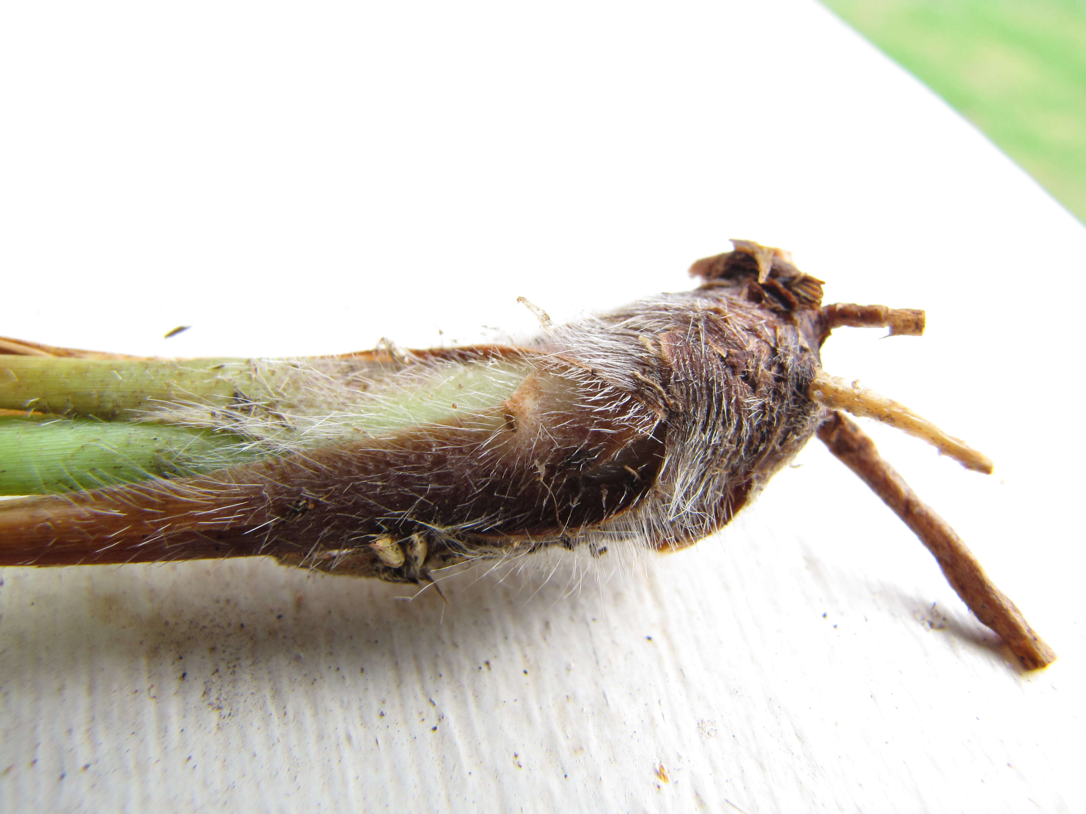 Image of Vasey's grass