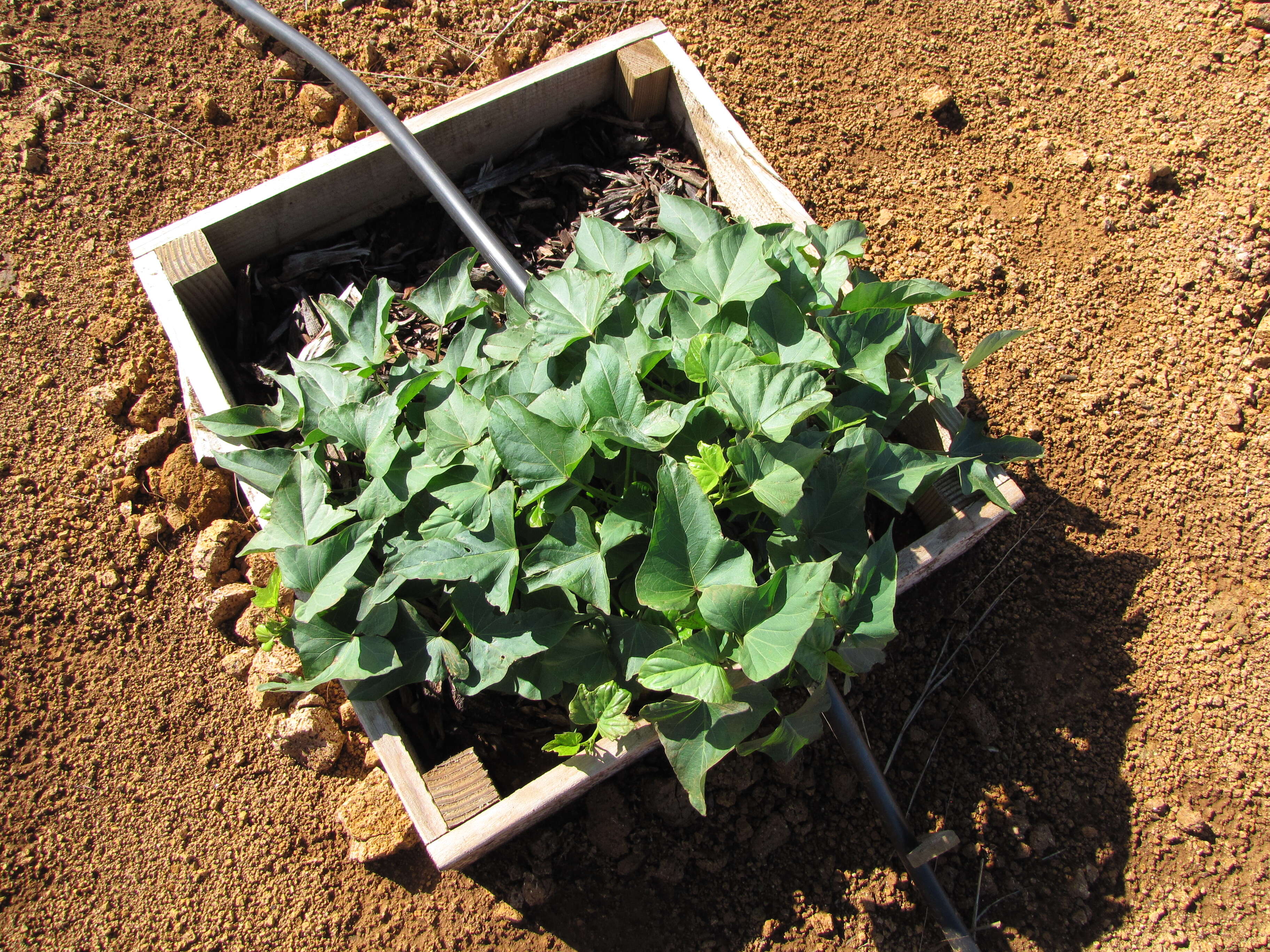 Image of sweet potato