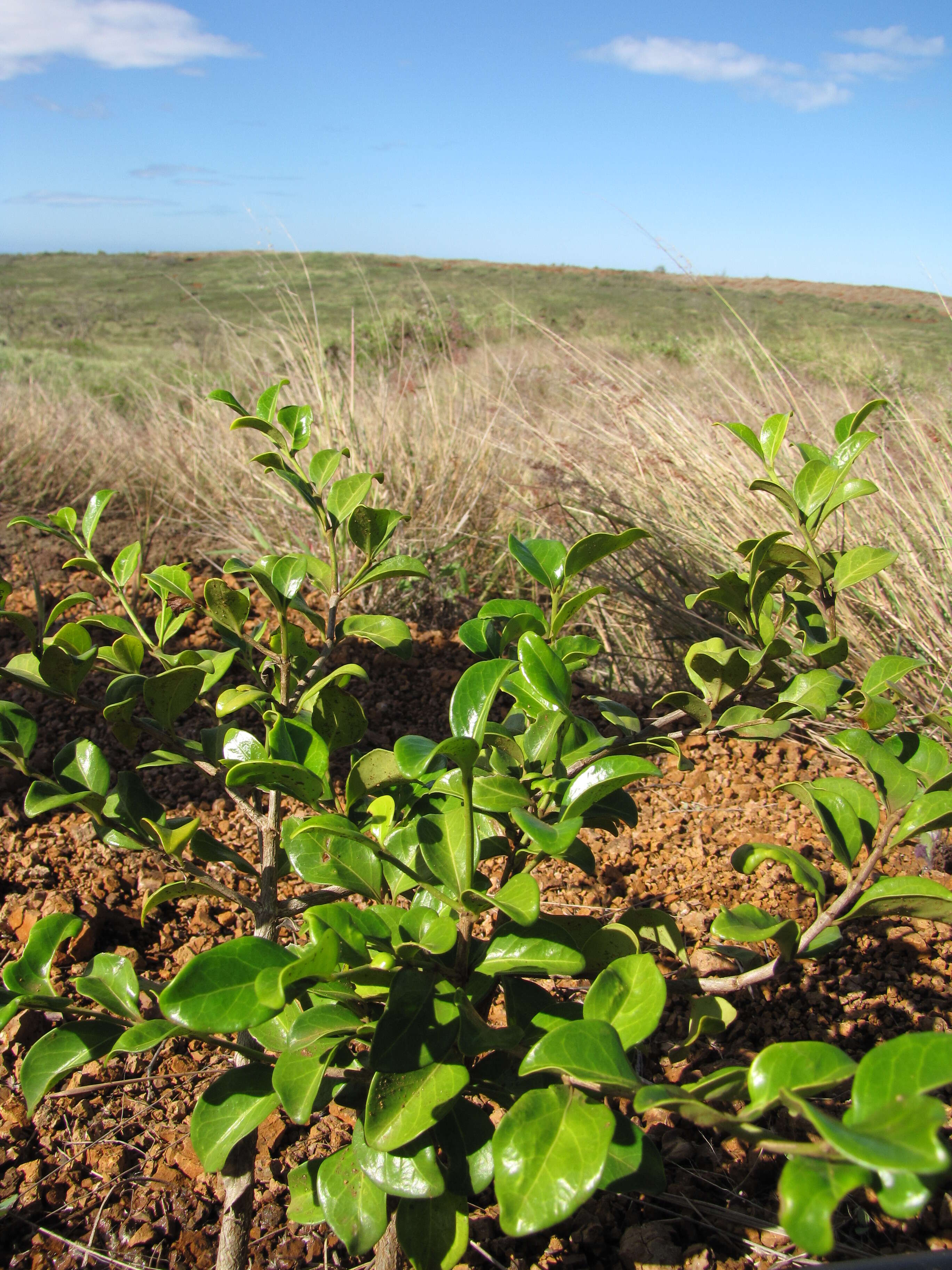 صورة Psydrax odorata (G. Forst.) A. C. Sm. & S. P. Darwin