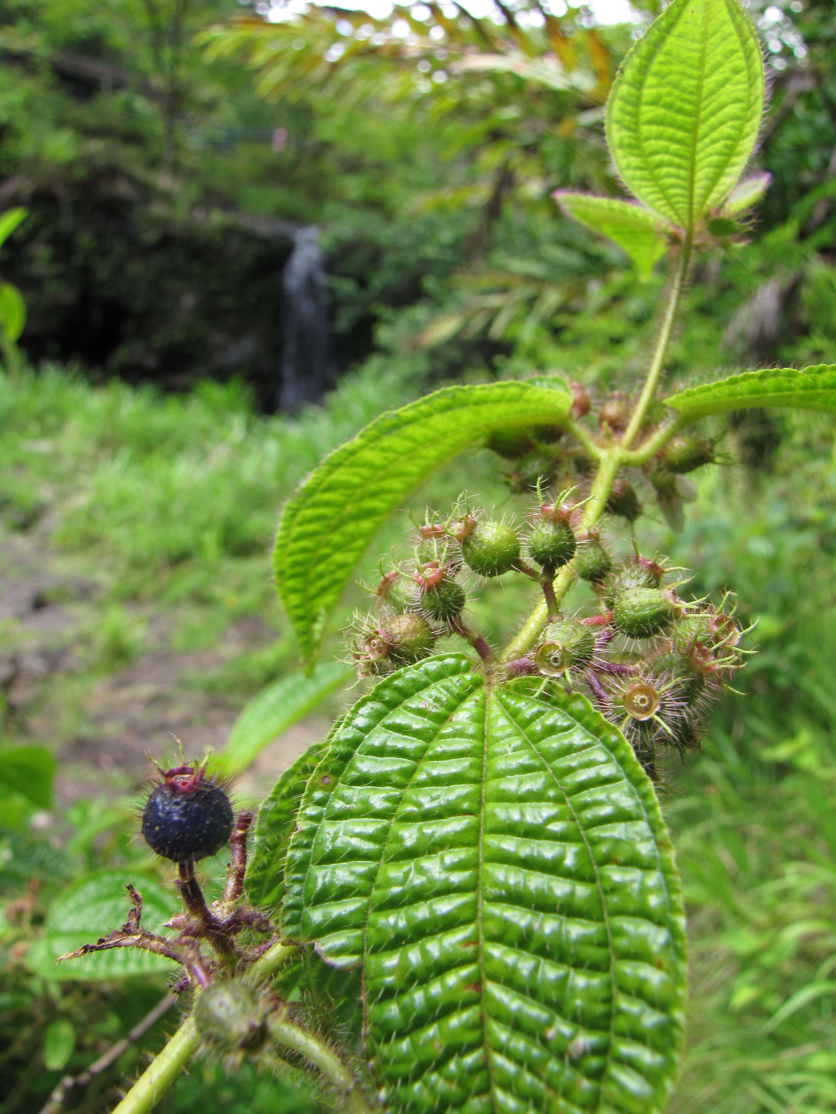 Image of soapbush