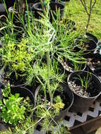 Image of dill