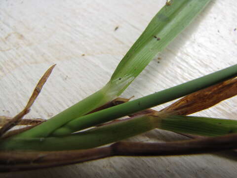 Image of Vasey's grass