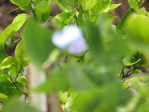 Image of winged bean