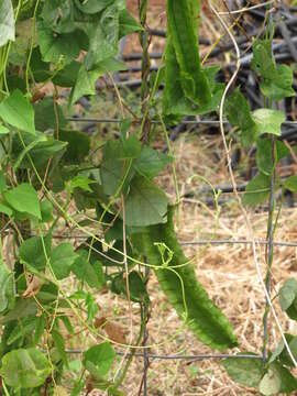 Image of winged bean