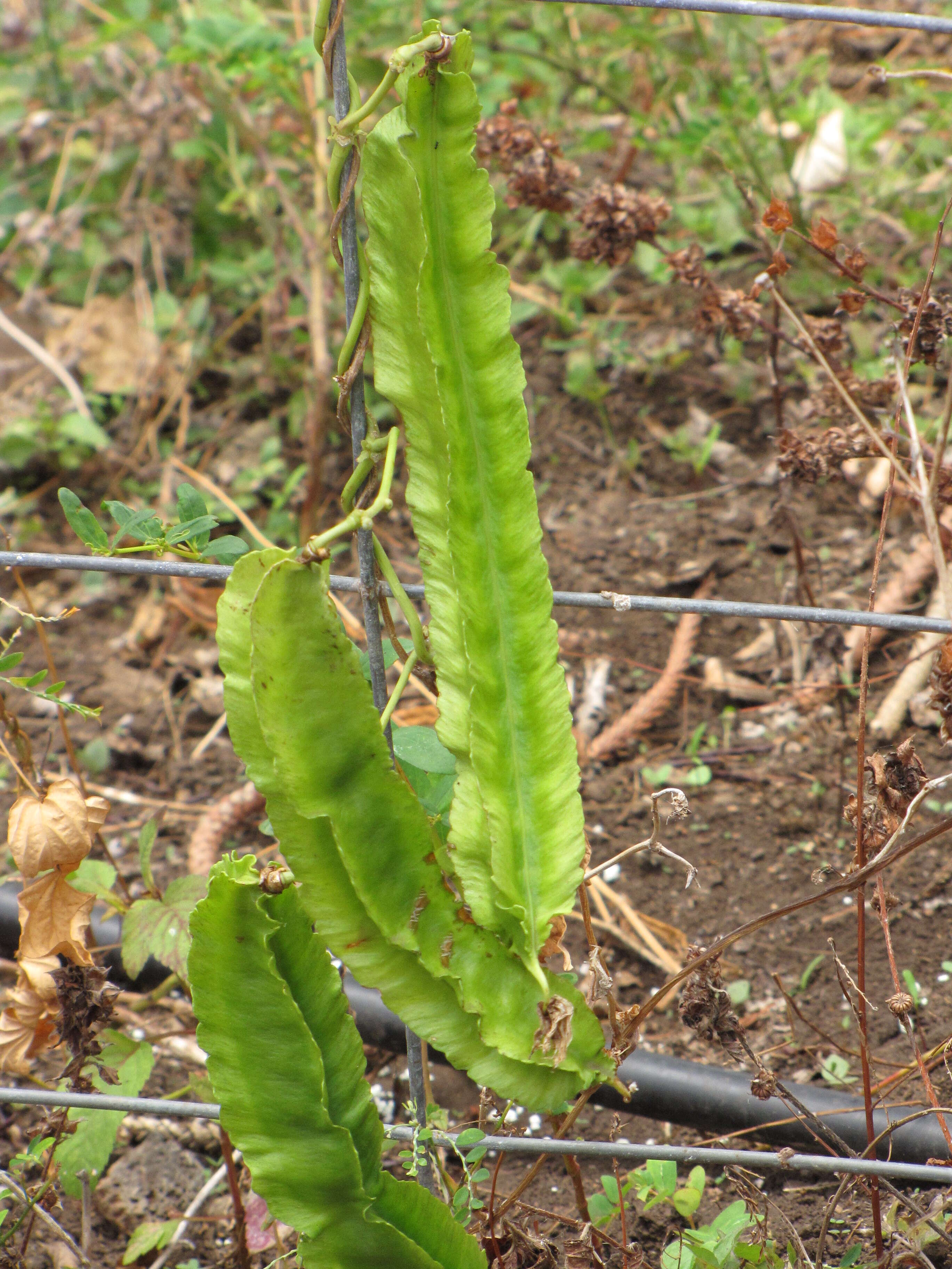 Слика од Psophocarpus tetragonolobus (L.) DC.