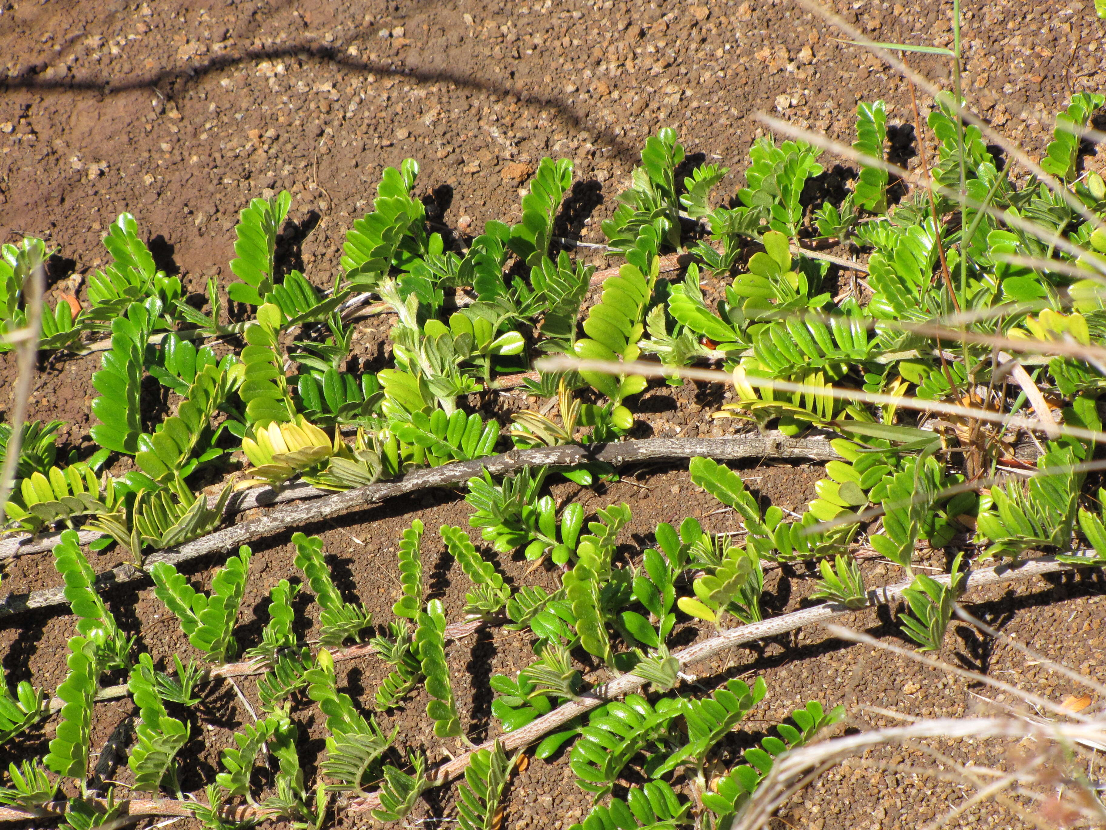 Image of Hawai'i hawthorn