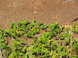 Image of Hawai'i hawthorn