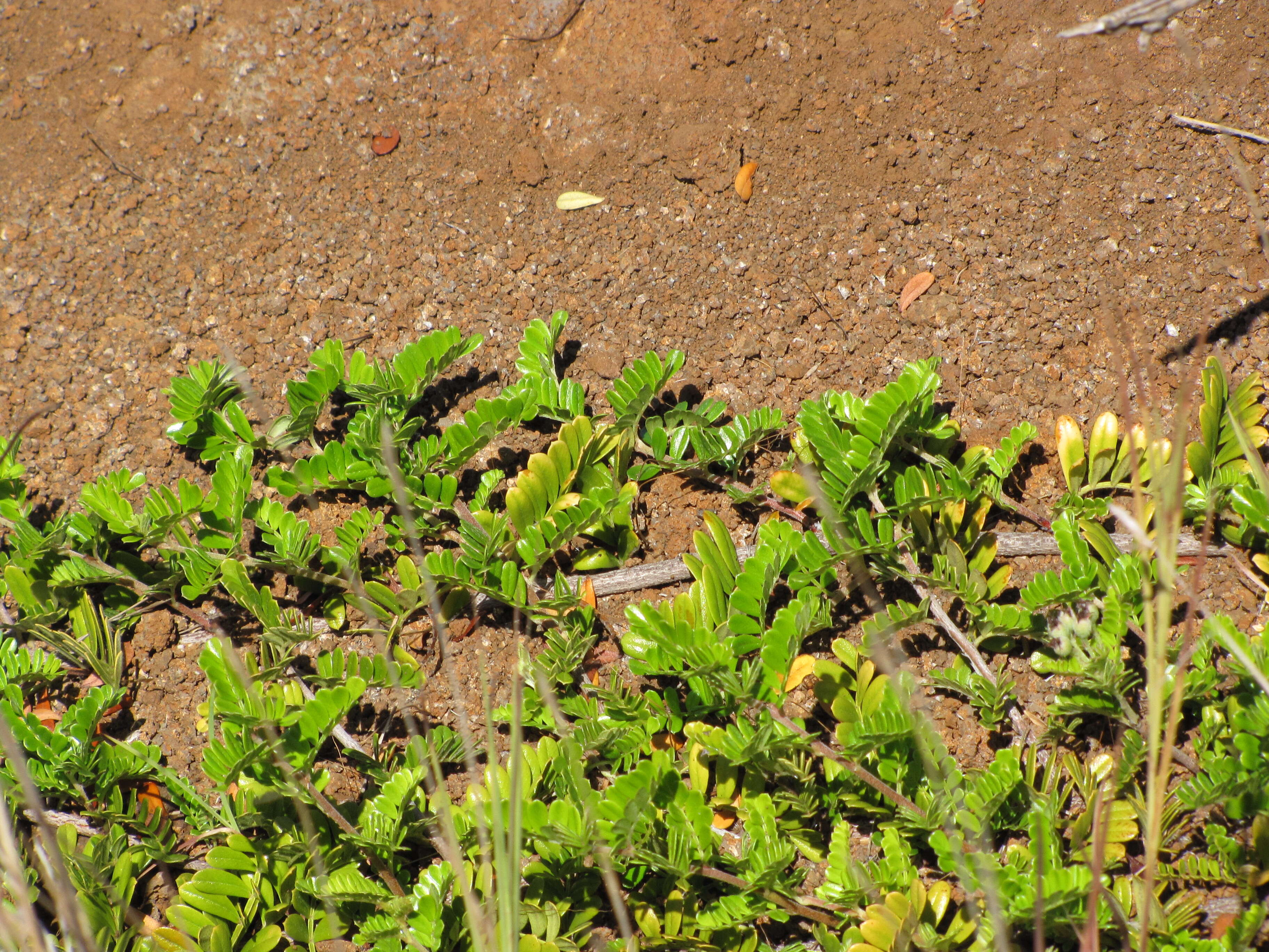 Image of Hawai'i hawthorn