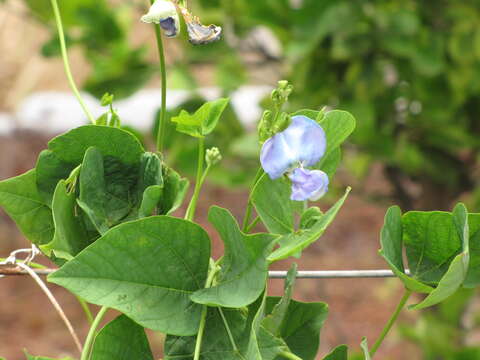 Image of winged bean