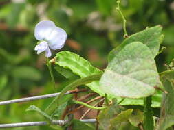 Image of winged bean