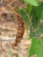 Image of winged bean