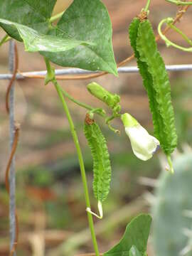 Image of winged bean