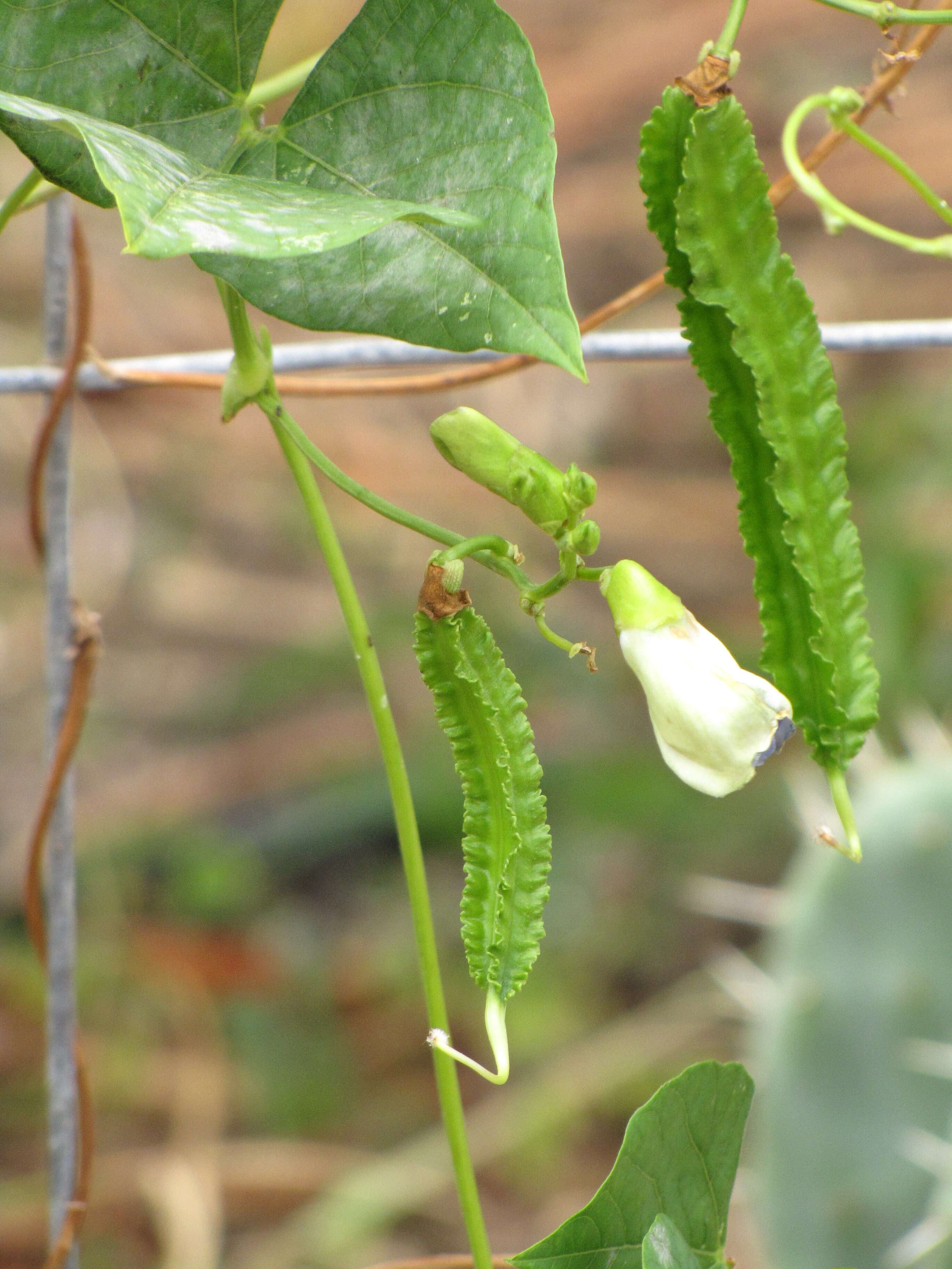 Слика од Psophocarpus tetragonolobus (L.) DC.