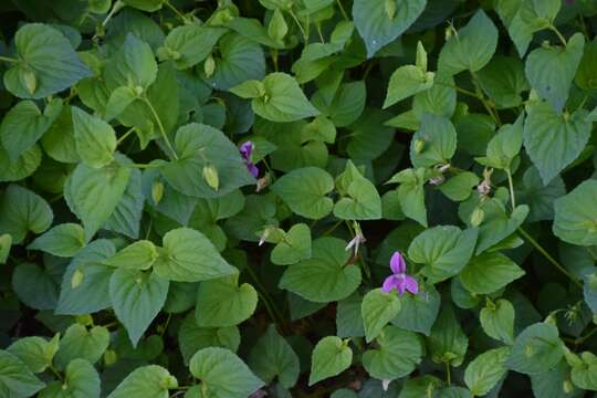 Image of Early Blue (Hook) Violet