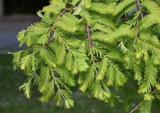 Image of dawn redwood