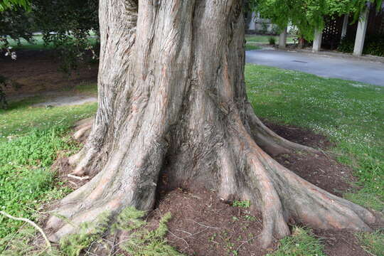 Image of dawn redwood