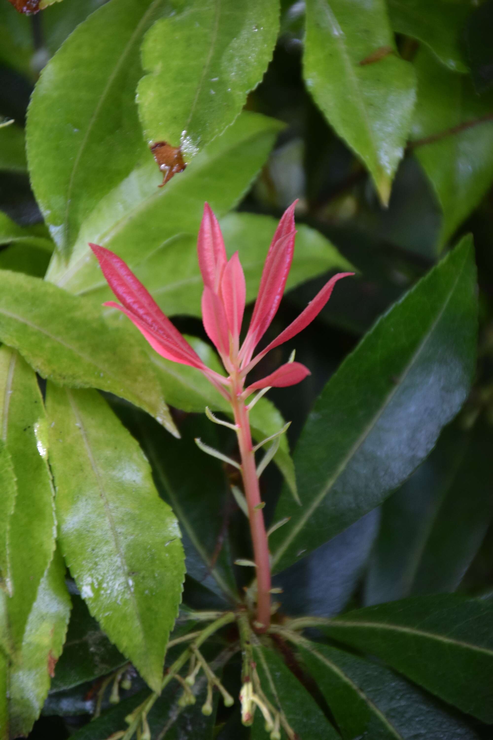 Image of fetterbush