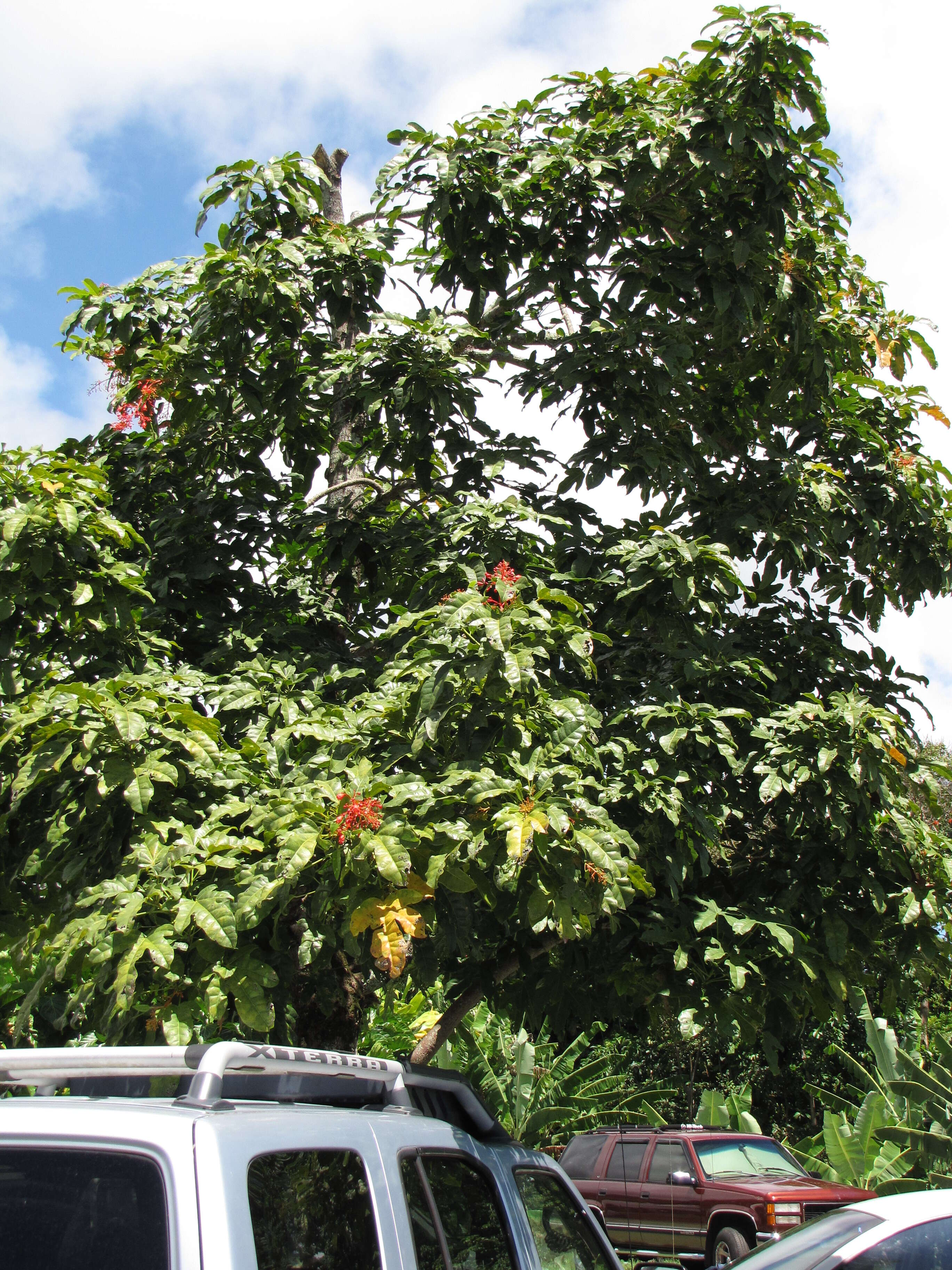 Image of flame bottletree