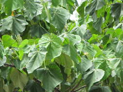 Image of balsa tree