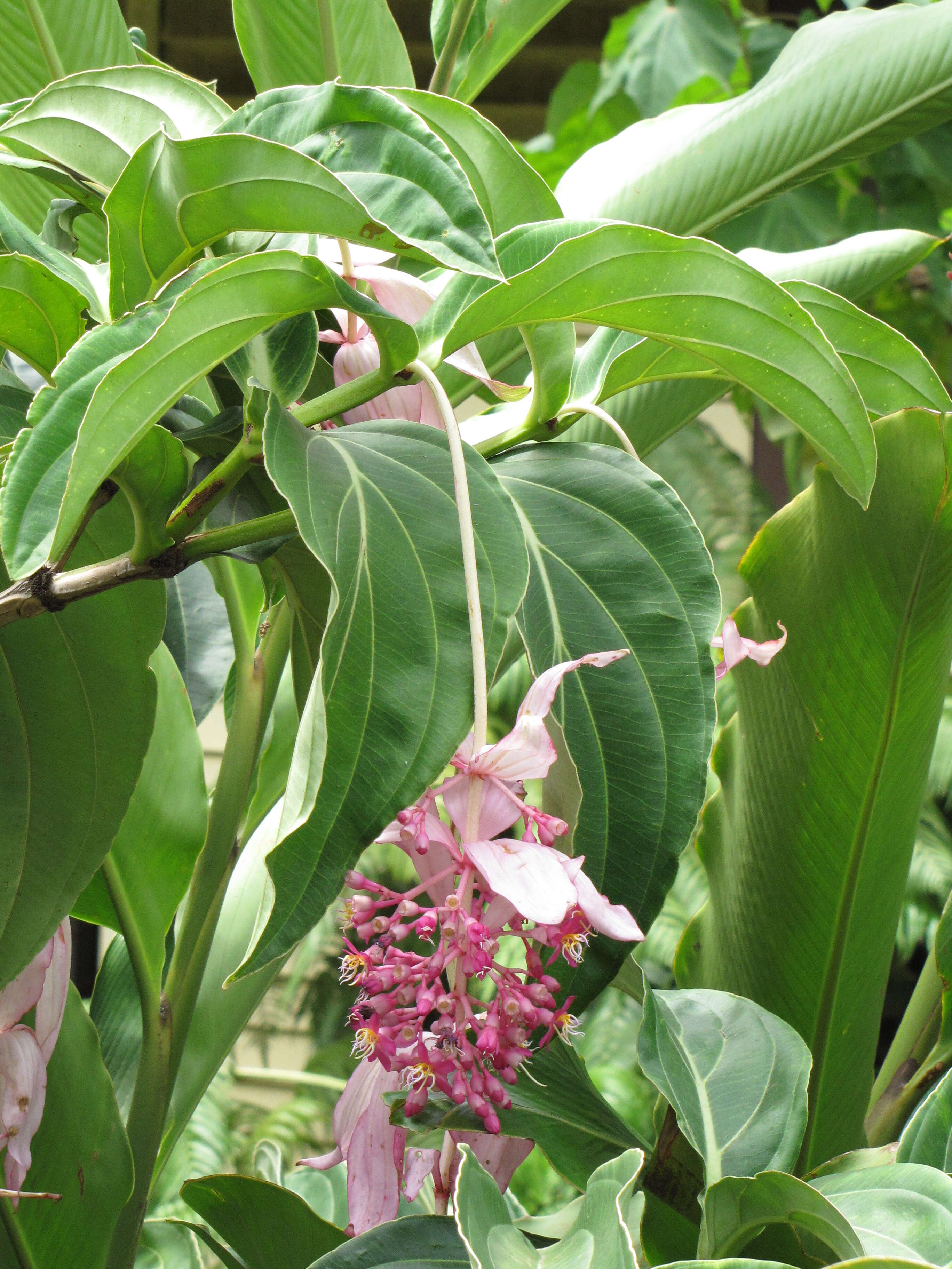 Imagem de Medinilla magnifica Lindl.