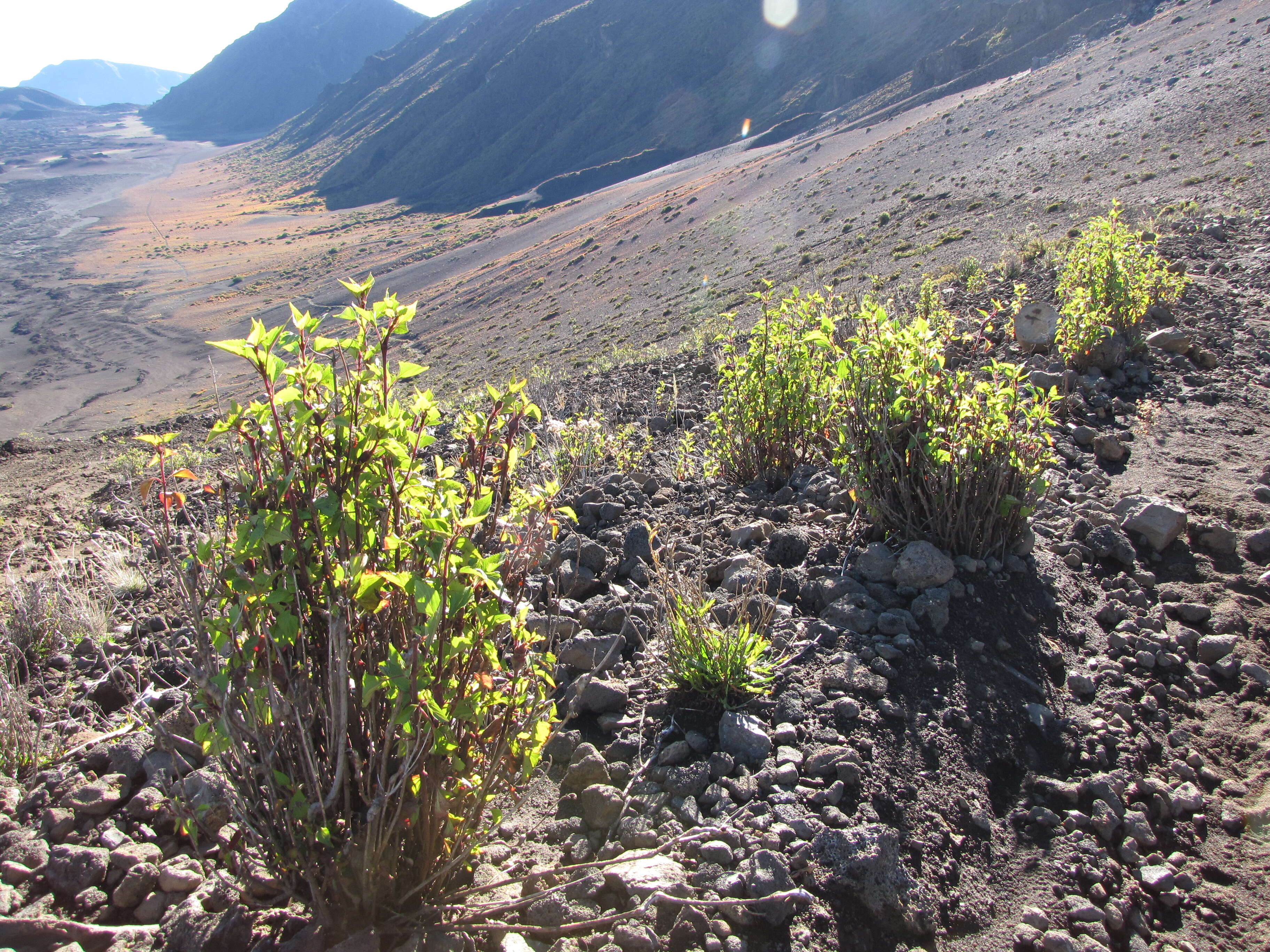 صورة Ageratina adenophora (Spreng.) R. King & H. Rob.