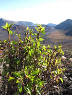 صورة Ageratina adenophora (Spreng.) R. King & H. Rob.