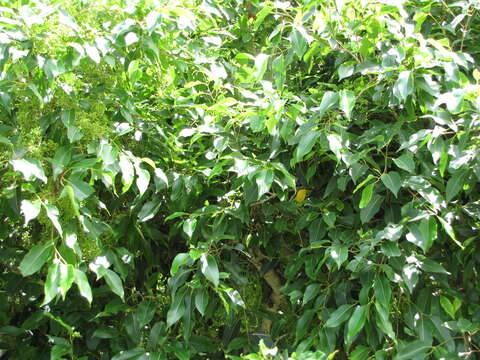 Image of Java plum