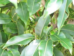 Image of Java plum